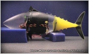 MIT researchers develop school of robotic fish with myriad possibilities